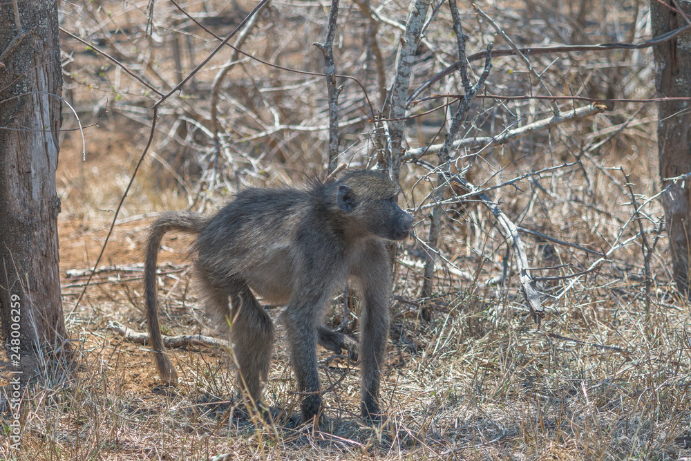 Chacma Baboon in the Kruger national park, South Africa