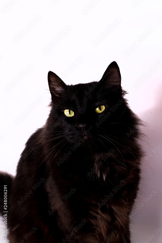 Black cat of the breed Bombay. Black cat of the breed Bombay.