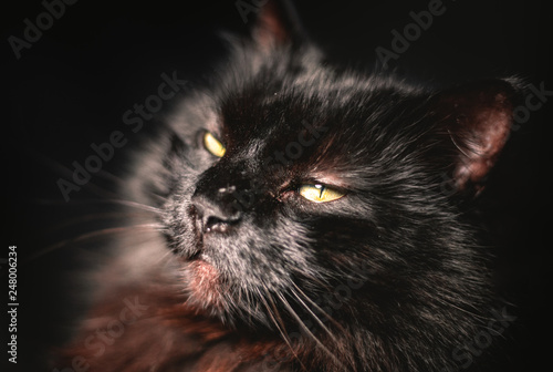 Illuminated black cat (Chantilly Tiffany) posing to camera with sleepy look. Dark portrait of tomcat with beautiful brown hair. Cat is resting.