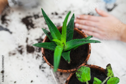Wallpaper Mural transplanting a potted aloe plant Torontodigital.ca