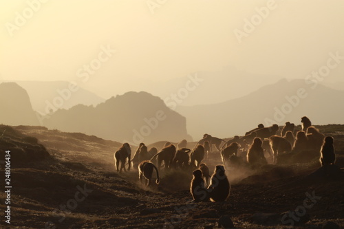 małpy siedzące na skałach w górach semien w etiopii o zachodzie słońca