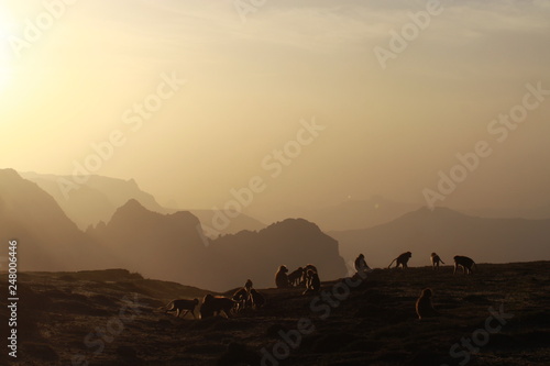 małpy siedzące na skałach w górach semien w etiopii o zachodzie słońca