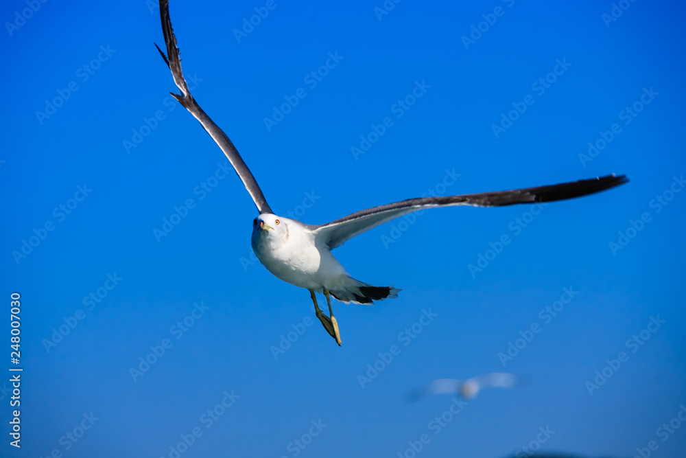 a seagull gliding in the West Sea a seagull gliding in the West Sea