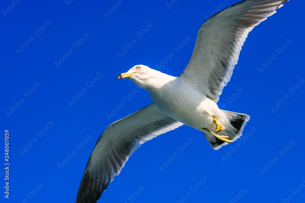 Obraz premium a seagull gliding in the West Sea