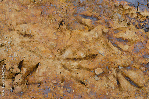 Goose footprints in a drying mud puddle make an intersting texture or background.