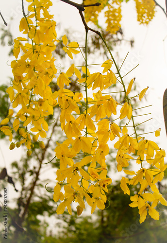Golden Shower Tree or Ratchapruek Tree
