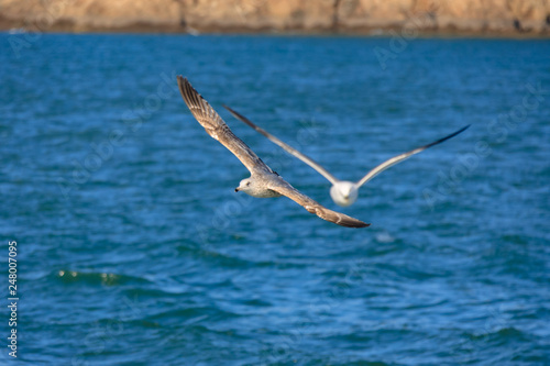 a seagull gliding in the West Sea