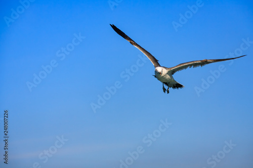 a seagull gliding in the West Sea