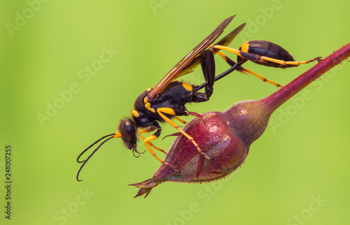 Mud dauber wasp Sceliphron destillatorium in Czech Republic