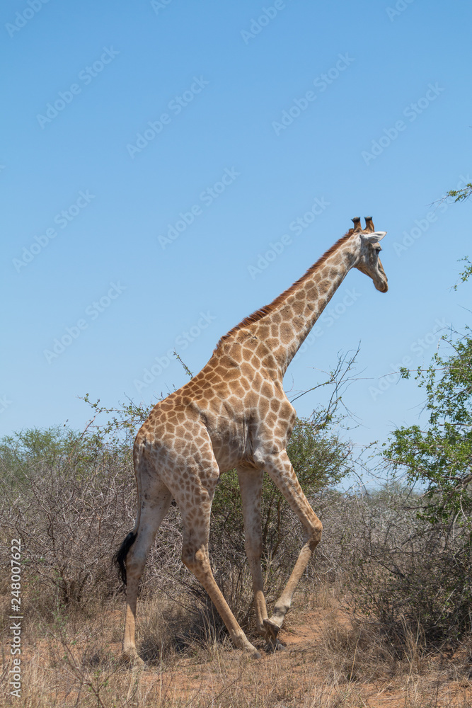 Obraz premium Giraffe in the Kruger national park, South Africa
