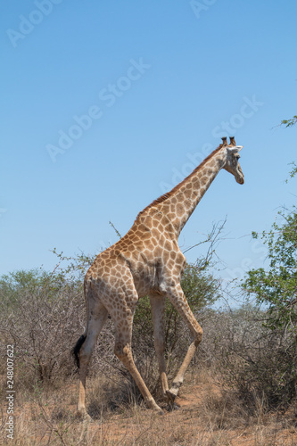 Giraffe in the Kruger national park  South Africa