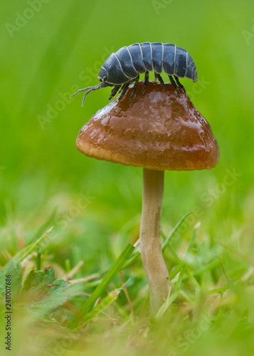 Pillbug sitting on muchroom in Czech Republic photo