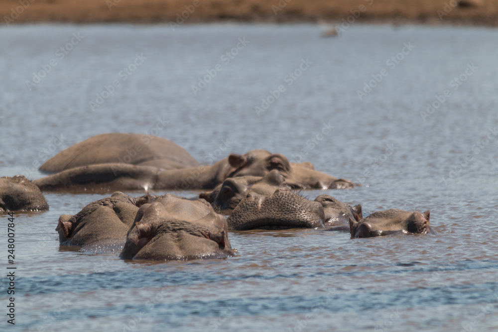 Fototapeta premium Hippos in their habitat, Kruger national park, South Africa