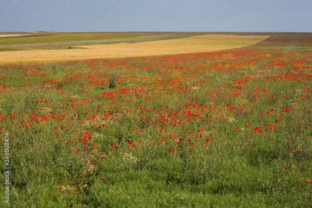 green spring field with flowering red poppies