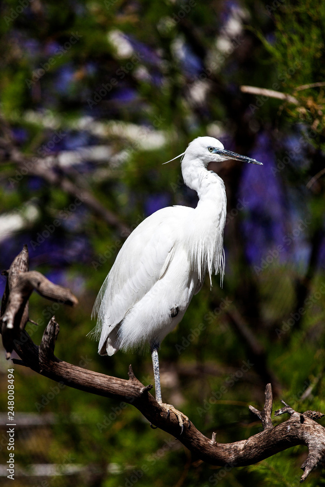Valencia, Spain - April, 2017: little egret Valencia, Spain - April, 2017: little egret