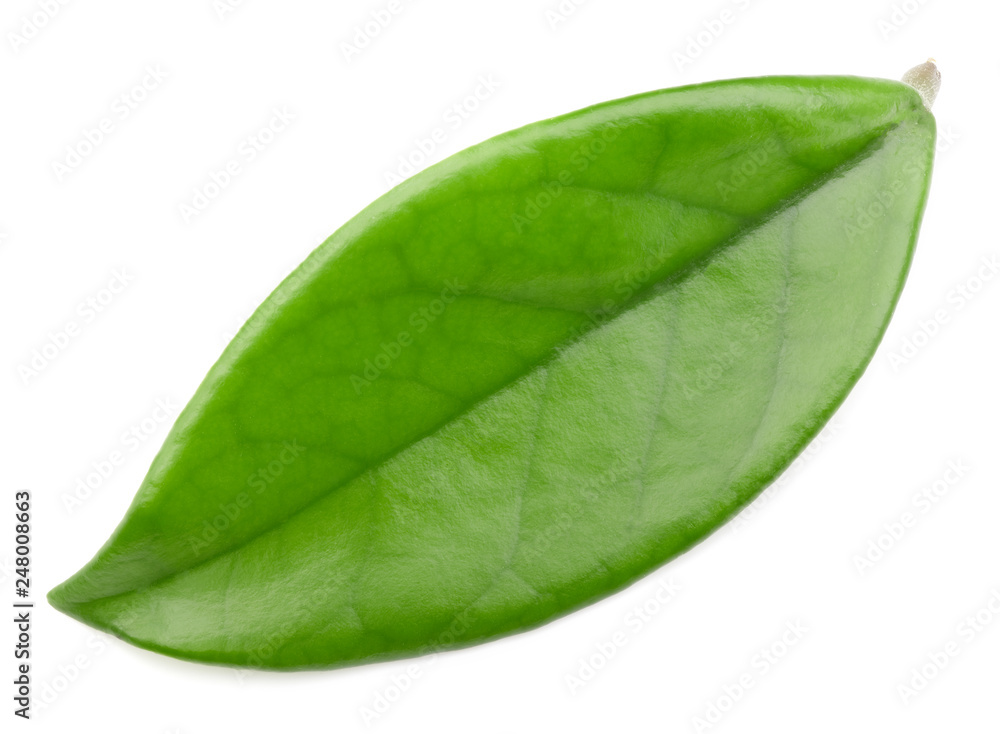 Fototapeta premium Mango leaves isolated on white