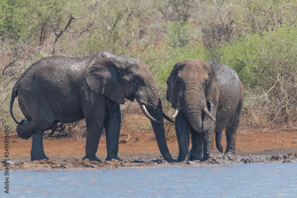 Fototapeta premium Elephant drinking and playing in the water, Kruger national park, South Africa