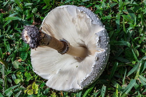 Stem and gills of green spored Lepiota photo