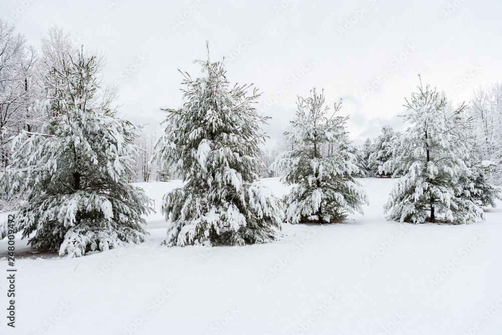 Snow covered evergreen trees, Stowe, Vermont, USA
