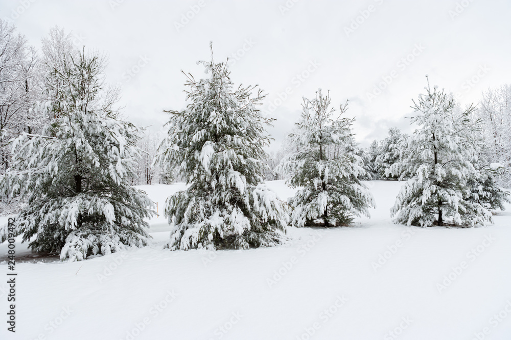 Snow covered evergreen trees, Stowe, Vermont, USA Snow covered evergreen trees, Stowe, Vermont, USA