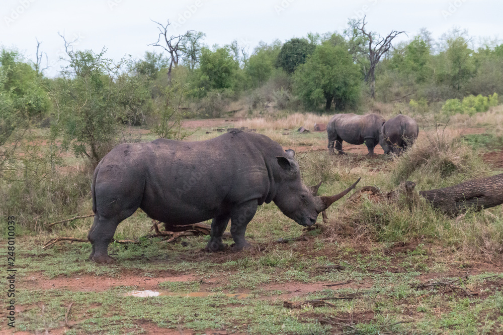 Fototapeta premium White rhinoceros, Hlane national park, Swaziland