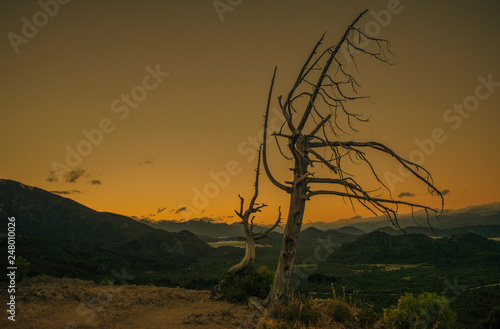 arbol seco en primer plano con un fondo de montañas y lago al atardecer
