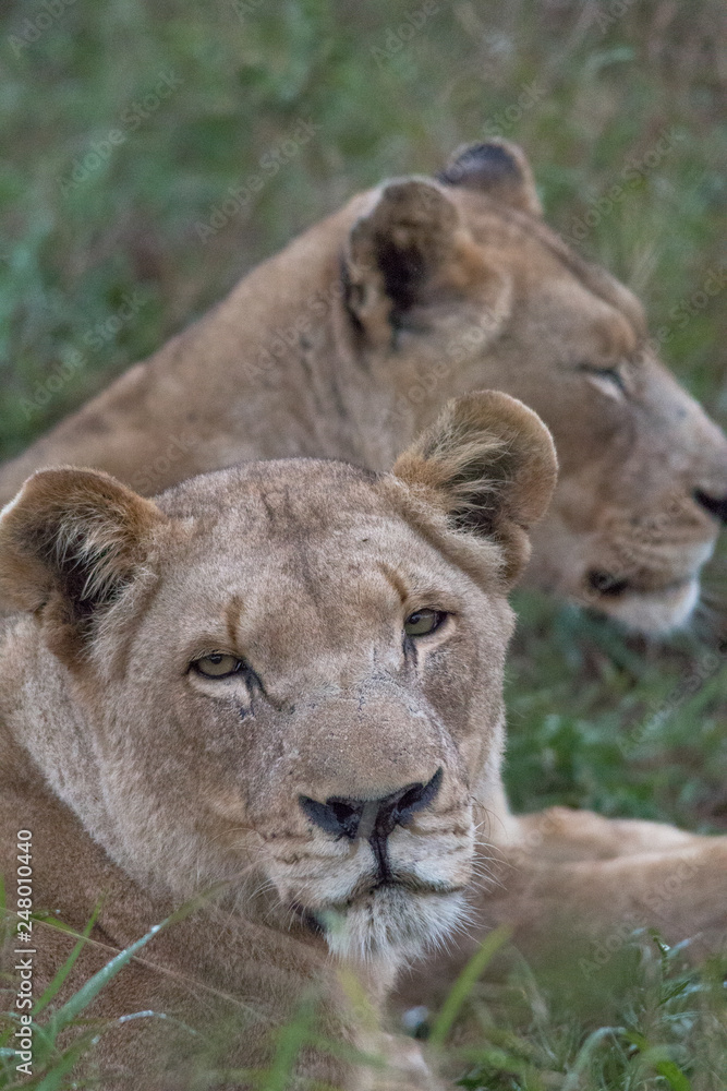 Lion in the grassland, Hlane national park, Swaziland Lion in the grassland, Hlane national park, Swaziland