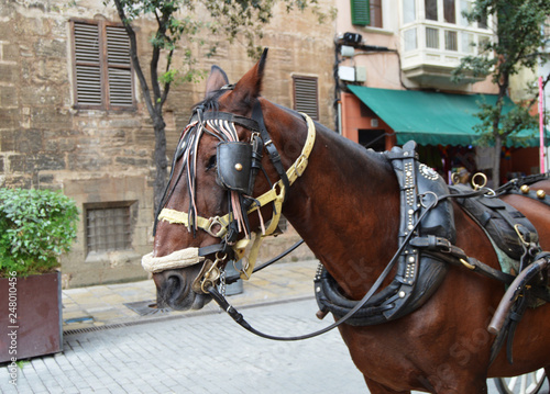 The muzzle of a brown harnessed horse close-up, the tourist center of Palma de Mallorca