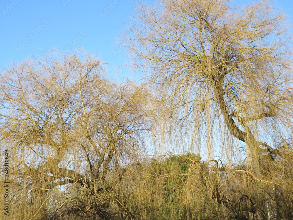 Obraz premium Trees in the woods 19