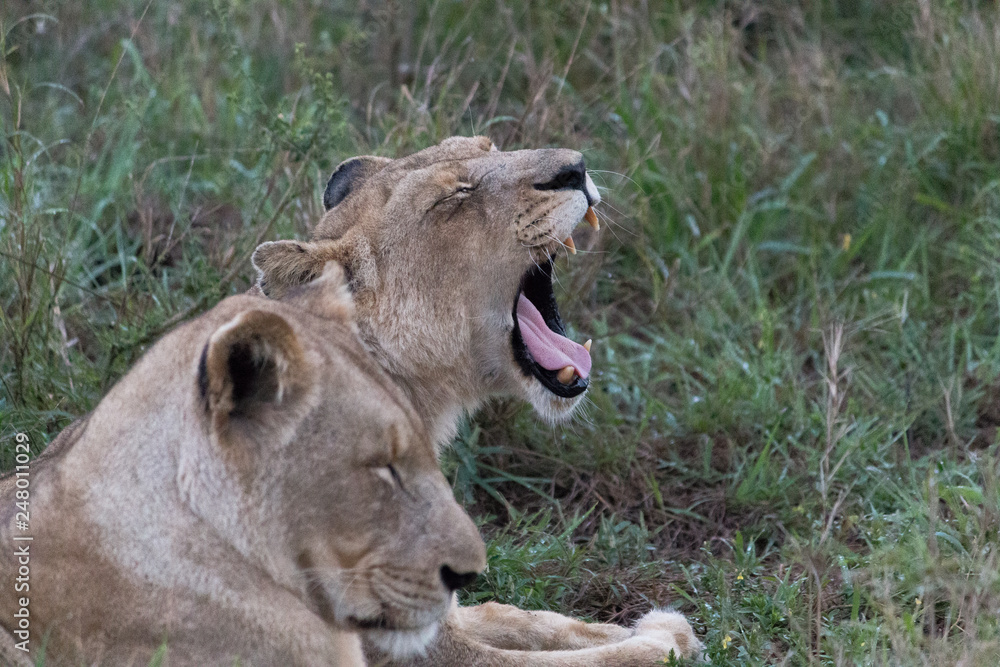 Fototapeta premium Lion in the grassland, Hlane national park, Swaziland