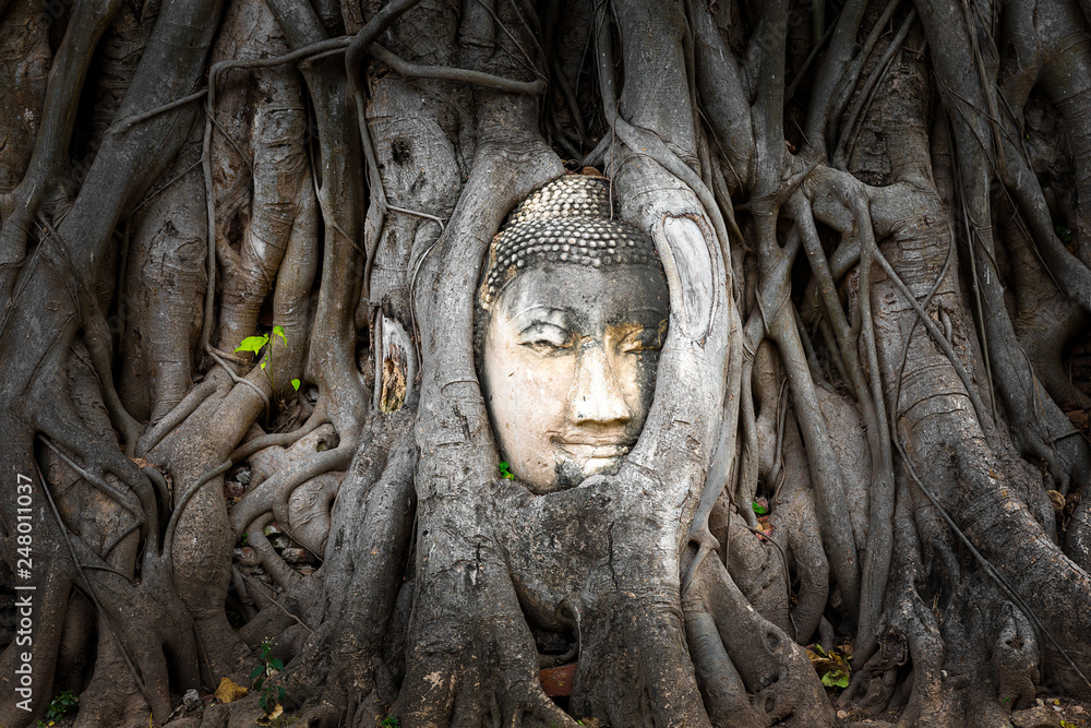 Buddha head embedded in a Banyan tree at Wat Phra Mahatat, Ayutthaya, Thailand, Asia