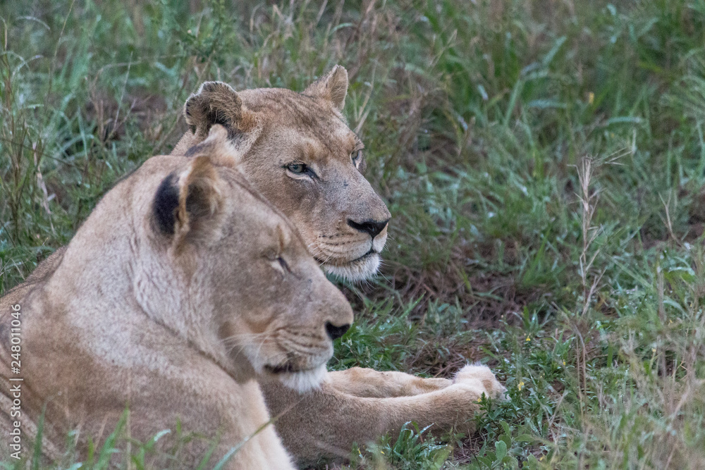 Lion in the grassland, Hlane national park, Swaziland Lion in the grassland, Hlane national park, Swaziland
