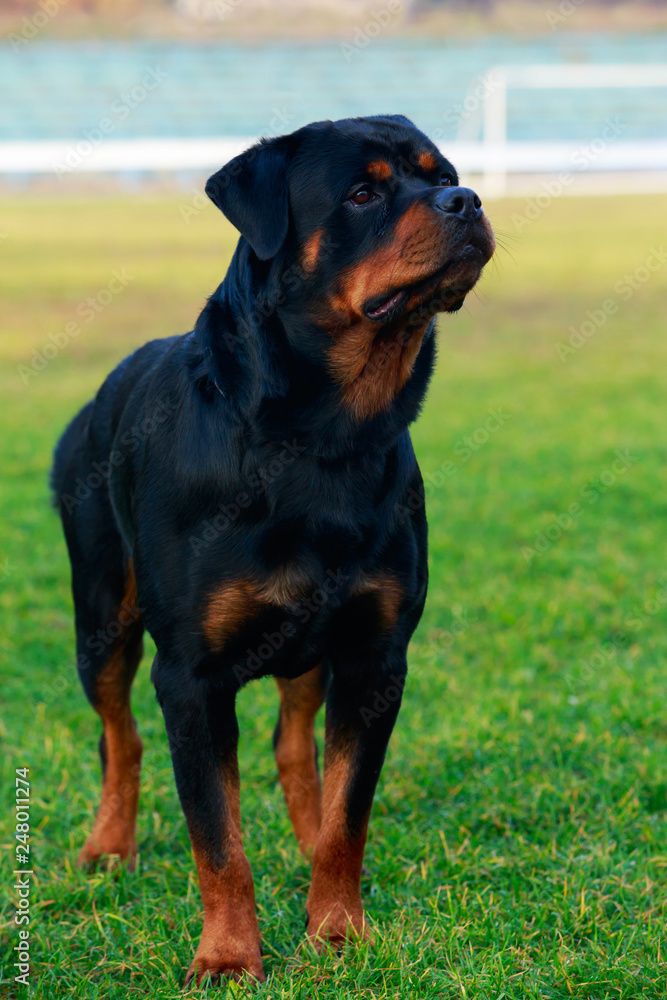 Dog breed Rottweiler