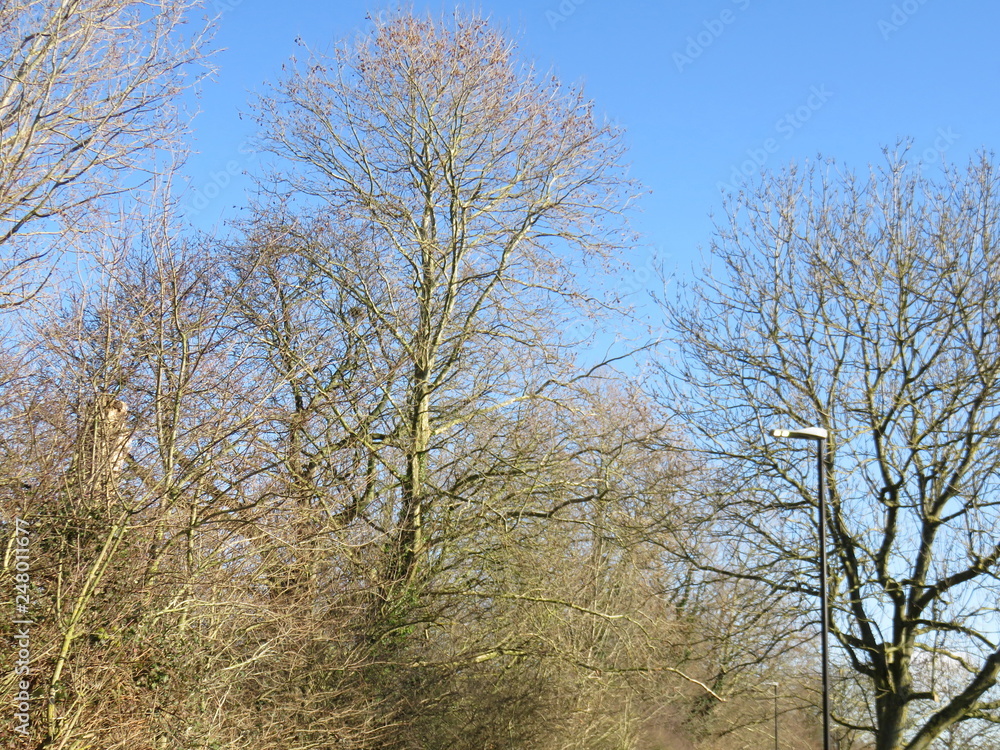 Trees in the woods 24