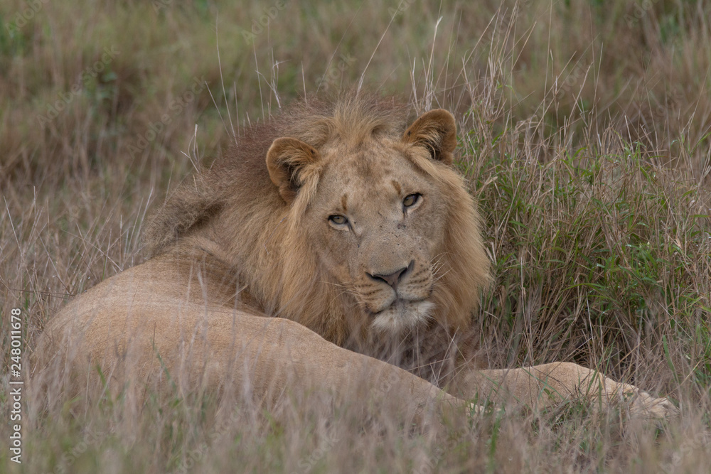 Lion in the grassland, Hlane national park, Swaziland Lion in the grassland, Hlane national park, Swaziland