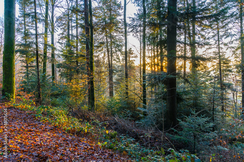 Beautiful forest nature landscape in warm sunset light in black forest region