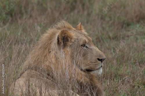 Lion in the grassland  Hlane national park  Swaziland