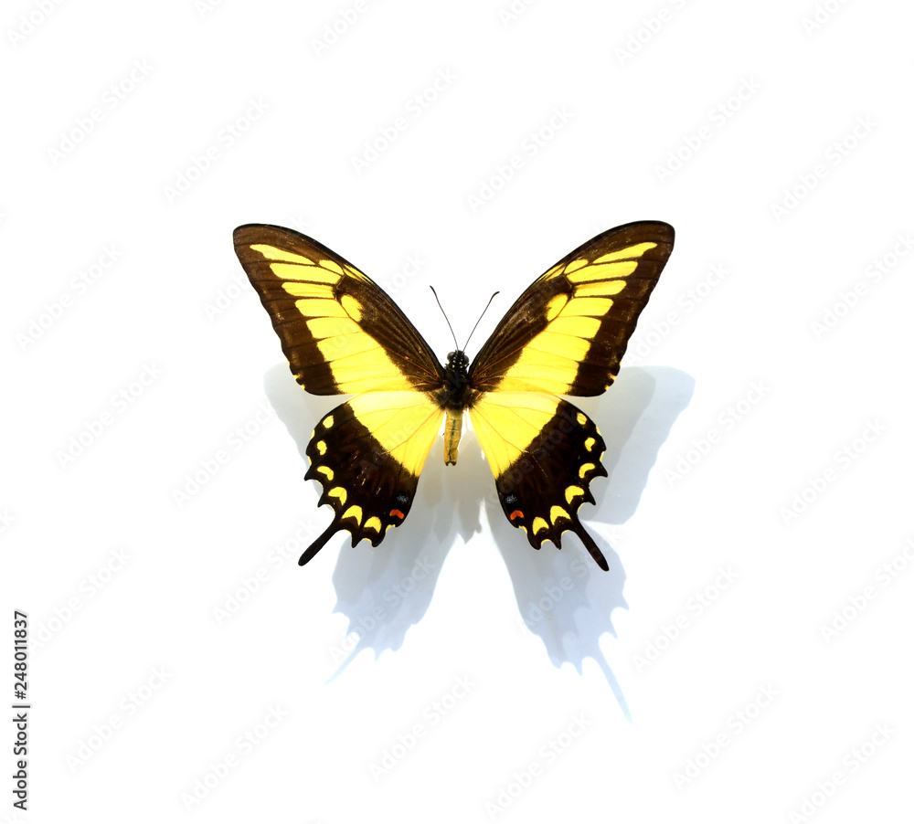 Fototapeta premium beautiful butterflies in the white background