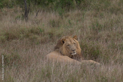 Lion in the grassland  Hlane national park  Swaziland