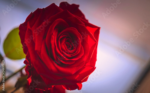 Eine rote Rose im Licht, textfrei photo