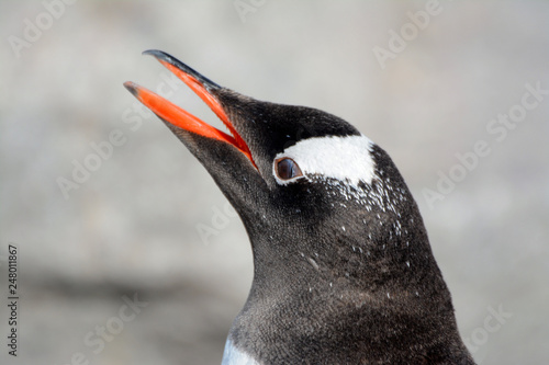 Pinguinportrait
