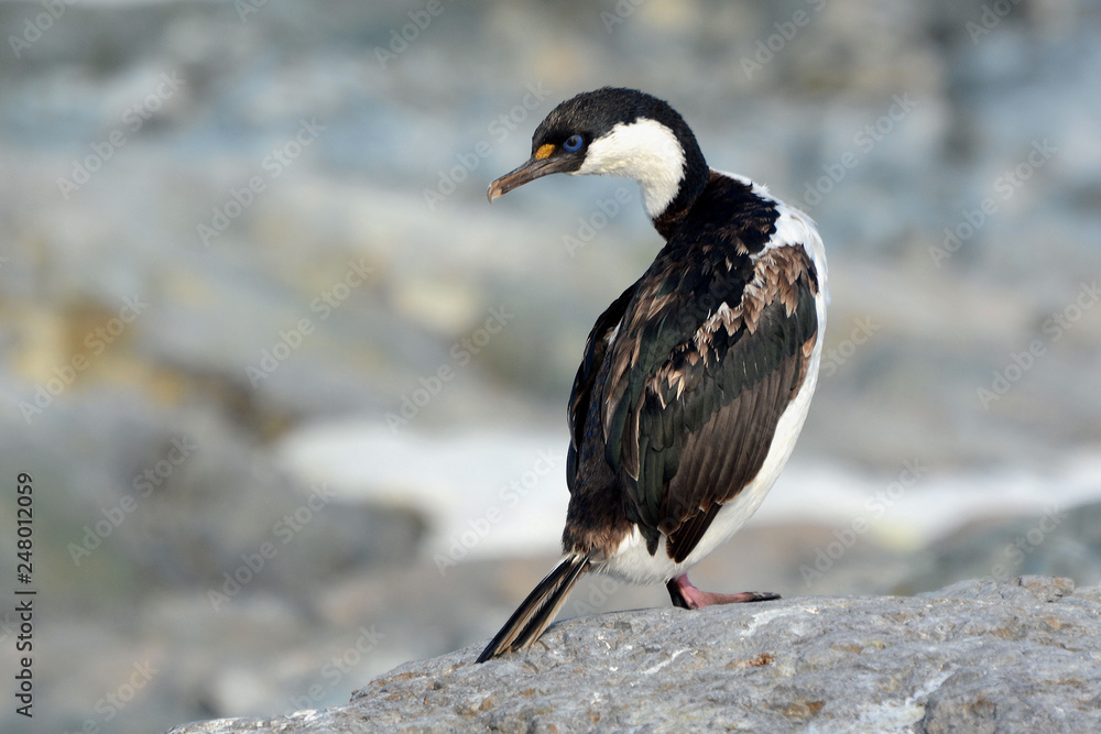 Fototapeta premium Kormoran