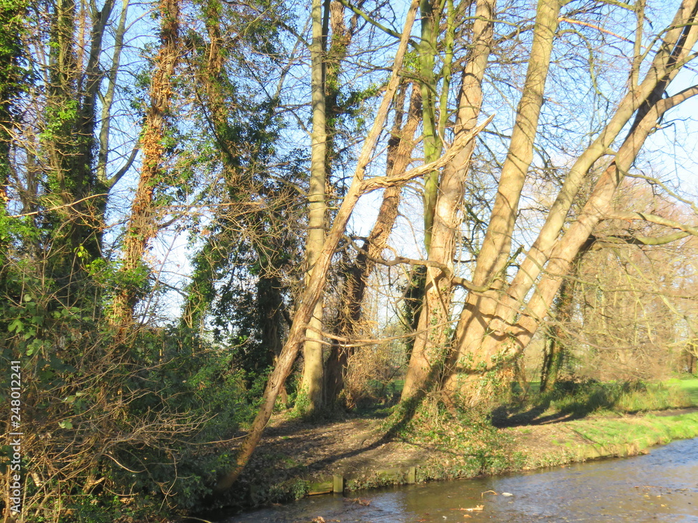 Trees by the river 8