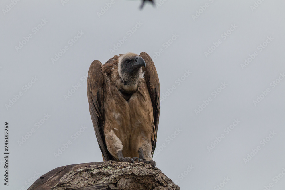 White backed vulture, Hlane national park, Swaziland White backed vulture, Hlane national park, Swaziland