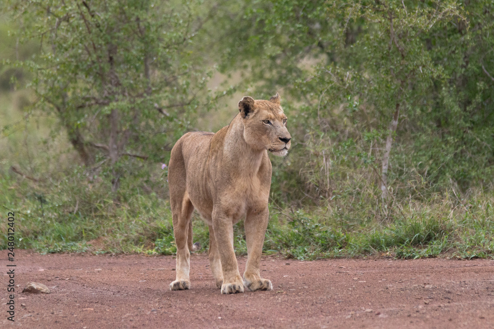 Fototapeta premium Lion in the grassland, Hlane national park, Swaziland
