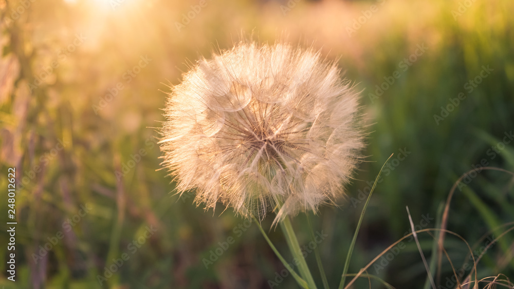 fluffy dandelion grows in the garden at dusk fluffy dandelion grows in the garden at dusk