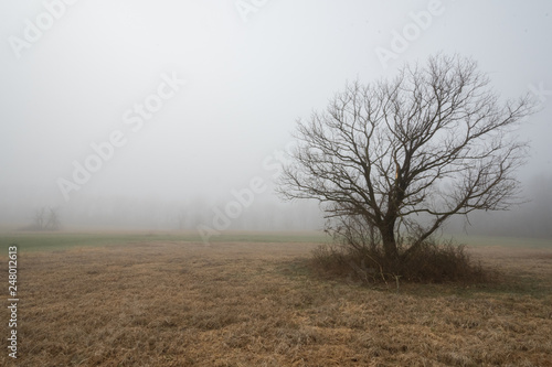 Tree in the foggy landscape © Marcello