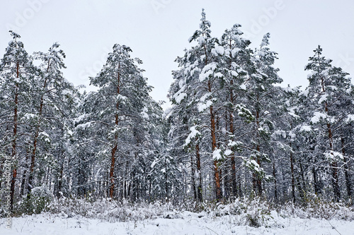 Fototapeta Naklejka Na Ścianę i Meble -  Spring forest covered in snow