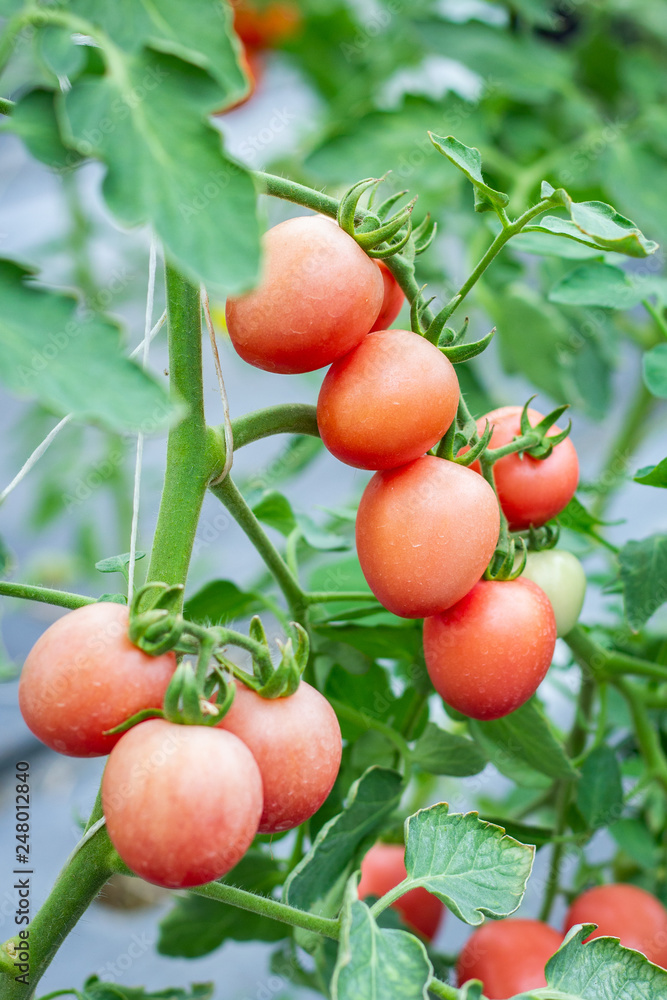 Organic tomatoes in farm