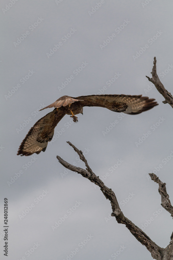 Common buzzard, Hlane national park, Swaziland Common buzzard, Hlane national park, Swaziland